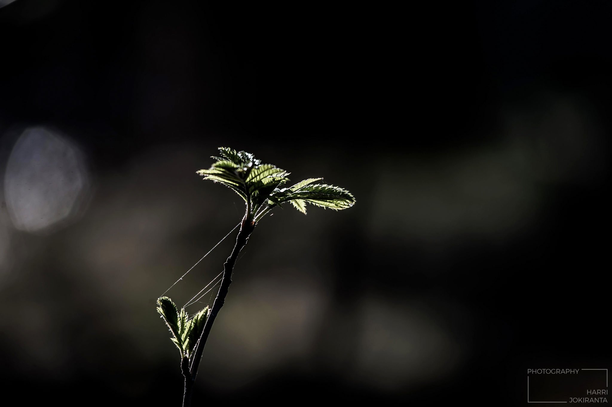 Niin herkkää, kunnes … – So sensitive before …