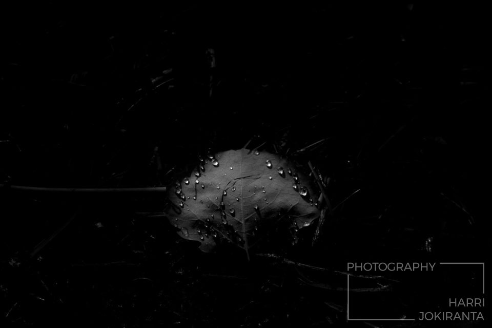 Kastepisarat – Dewdrops