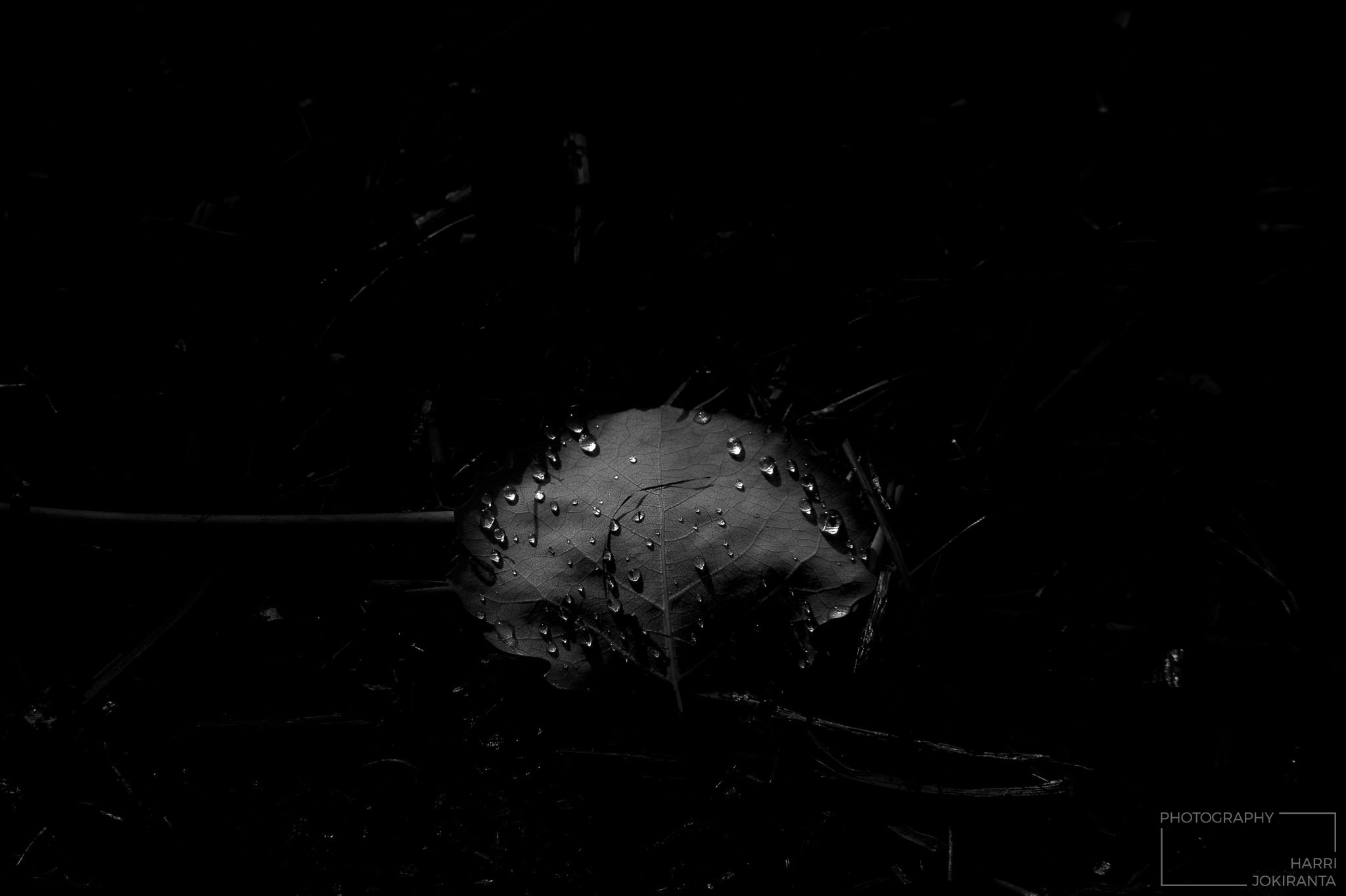 Kastepisarat – Dewdrops
