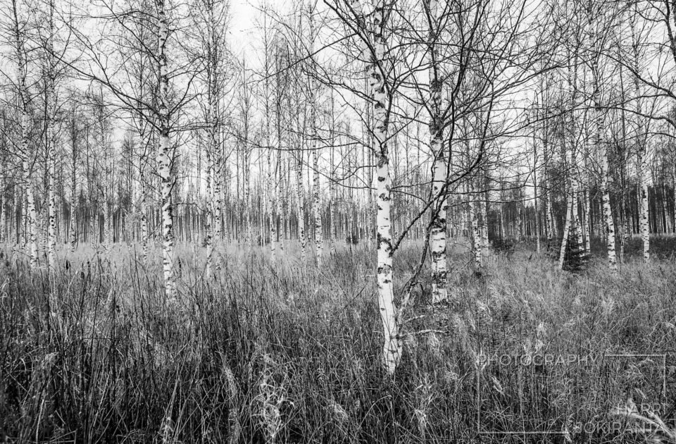 The White ones – Valkoiset
