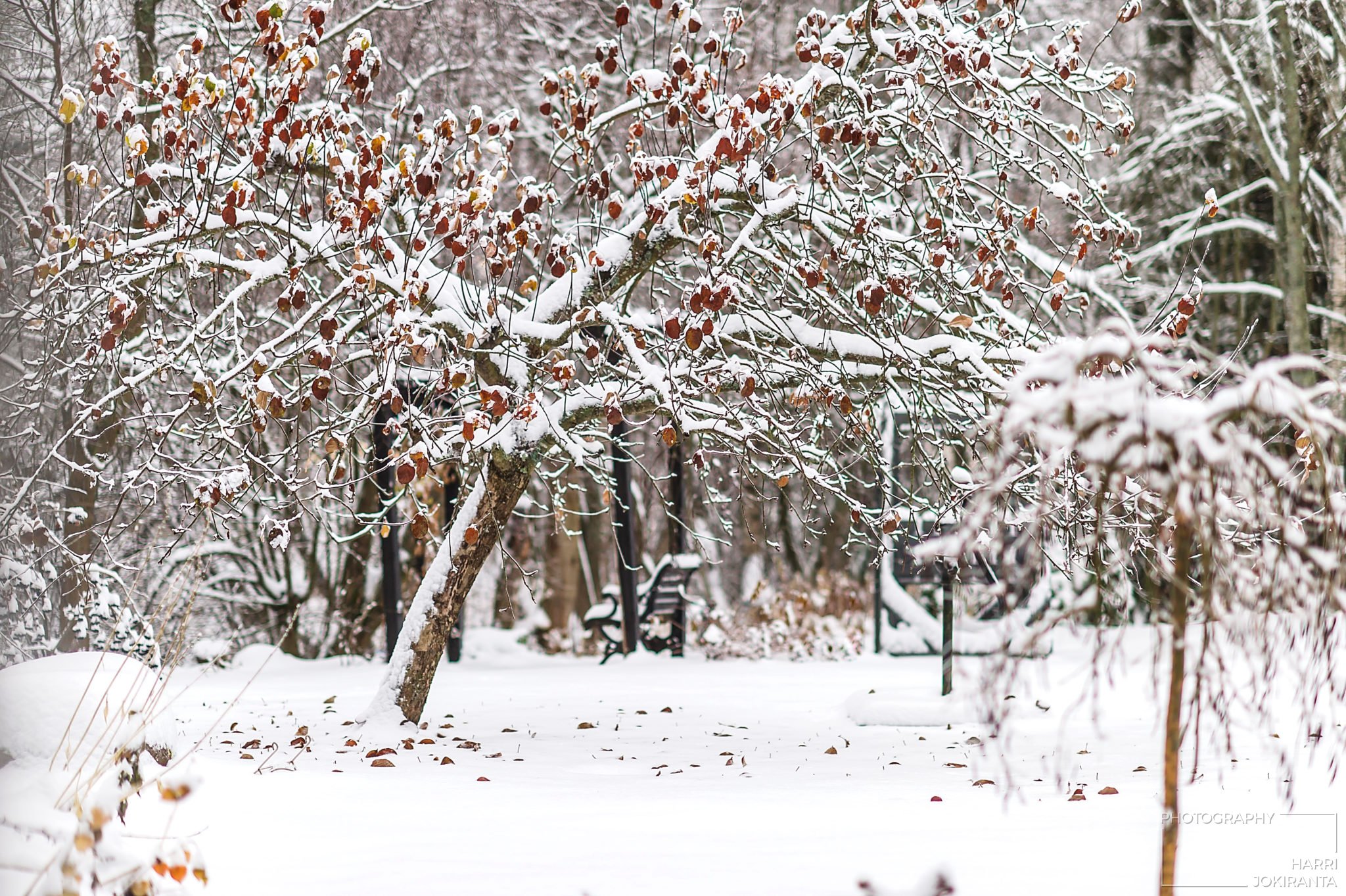 Ei vielä talvi – It´s not yet time for Winter