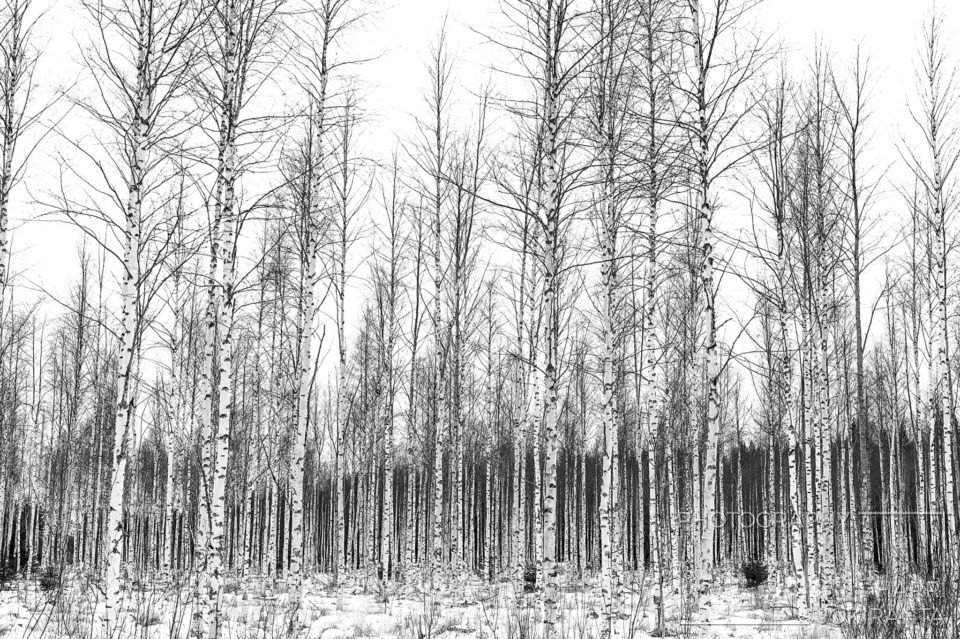 Koivikko on … There are some trees