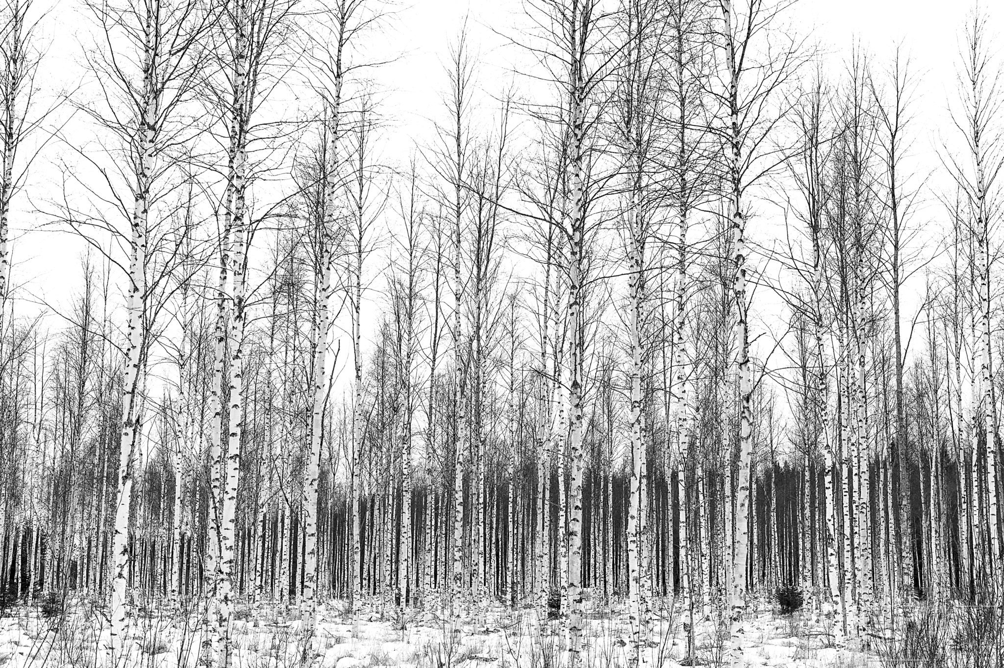 Koivikko on … There are some trees