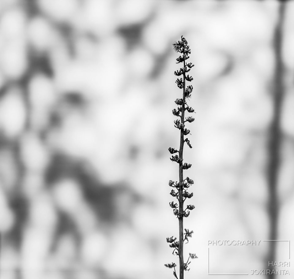 Spring on the Wall #2