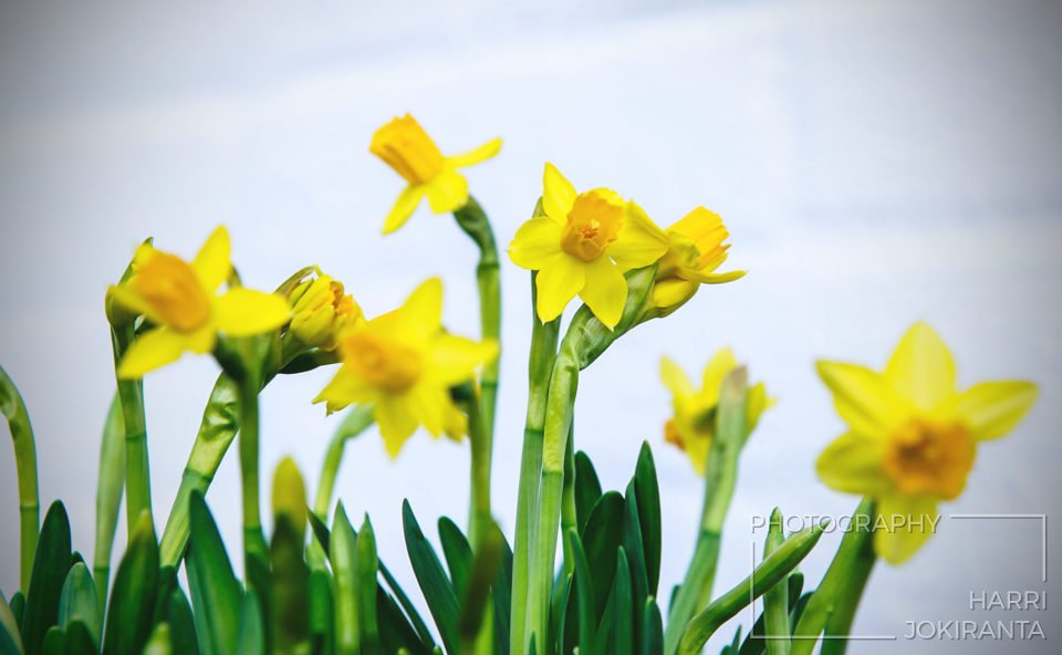 Light and bright Yellow for Easter time