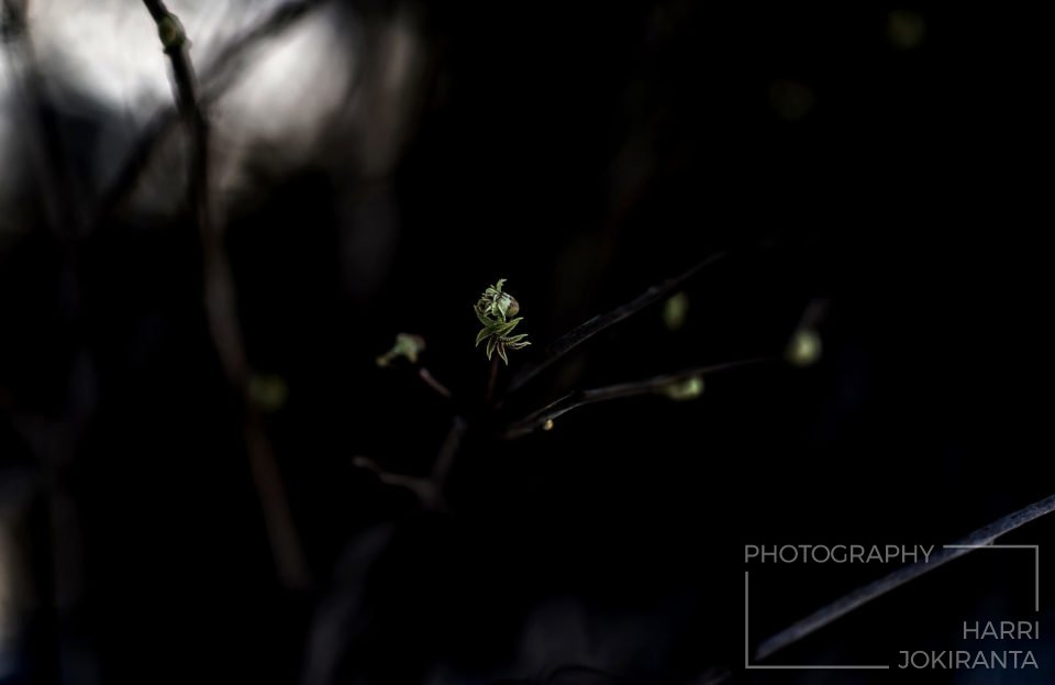 One day they start to grow / Uusi aika alussa