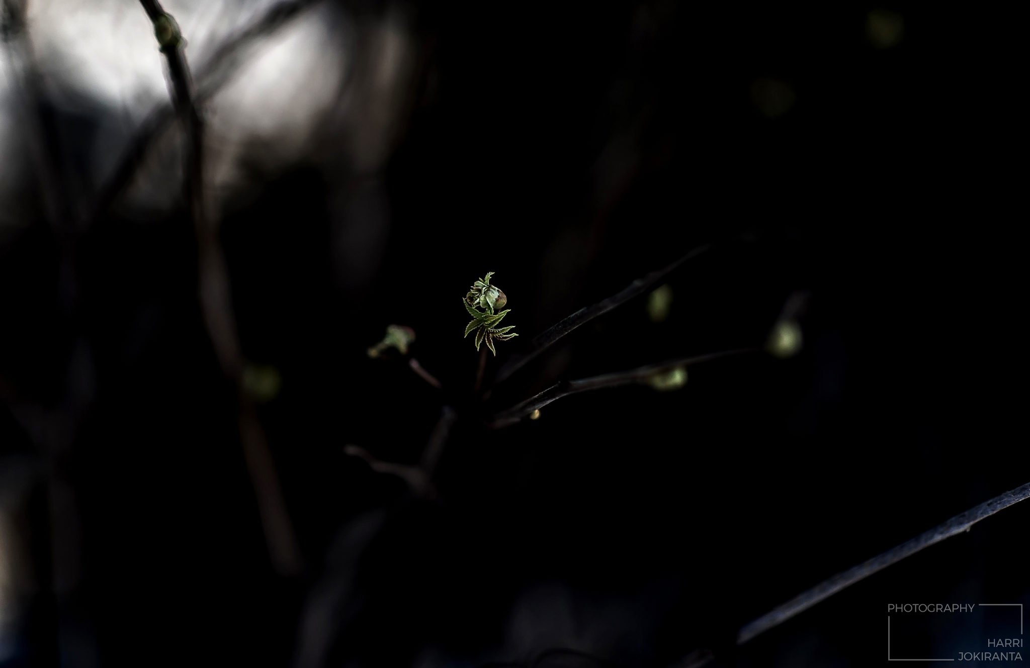 One day they start to grow / Uusi aika alussa