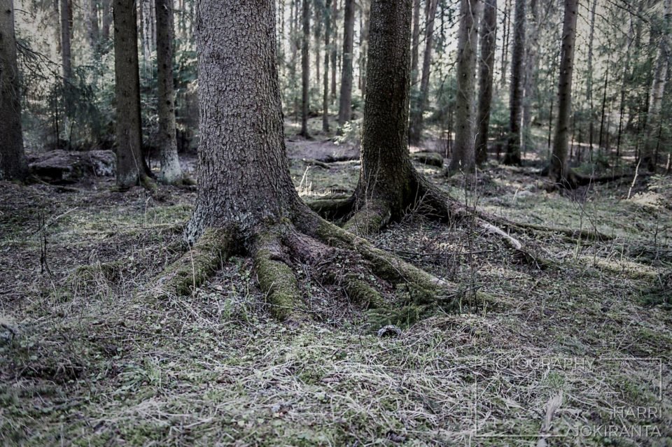 Walking in the Forest
