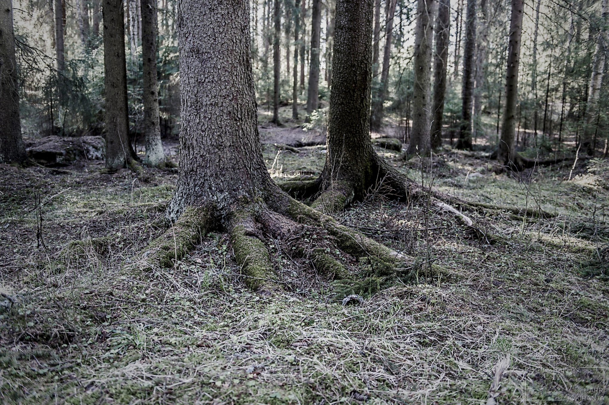 Walking in the Forest