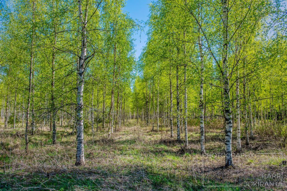 Footpath to The Summertime