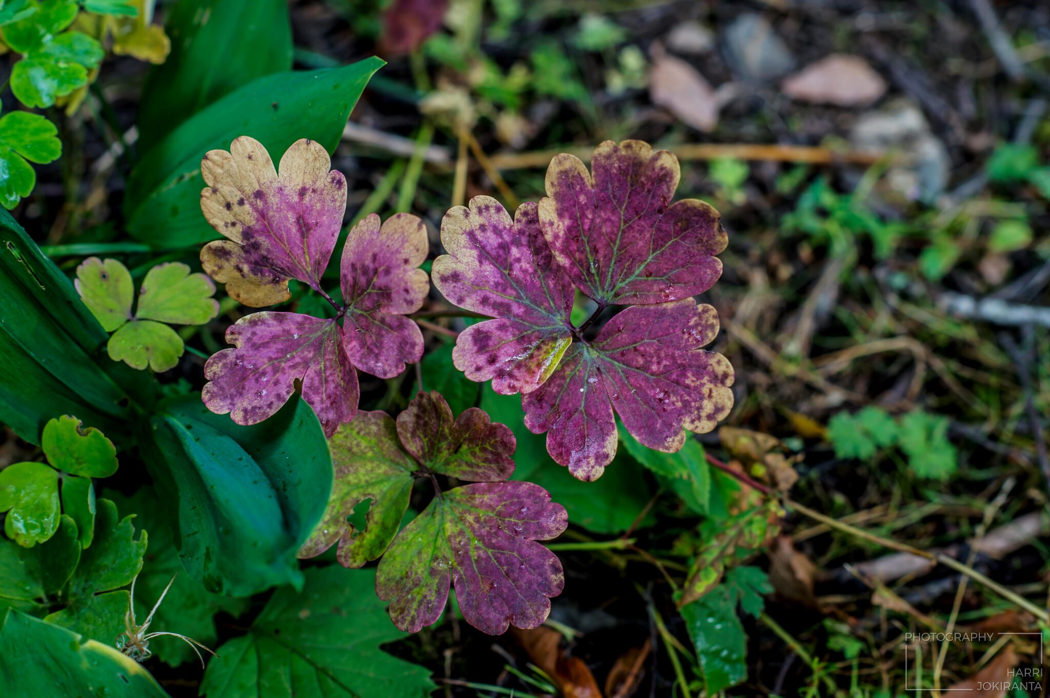 Columbine – Akileija