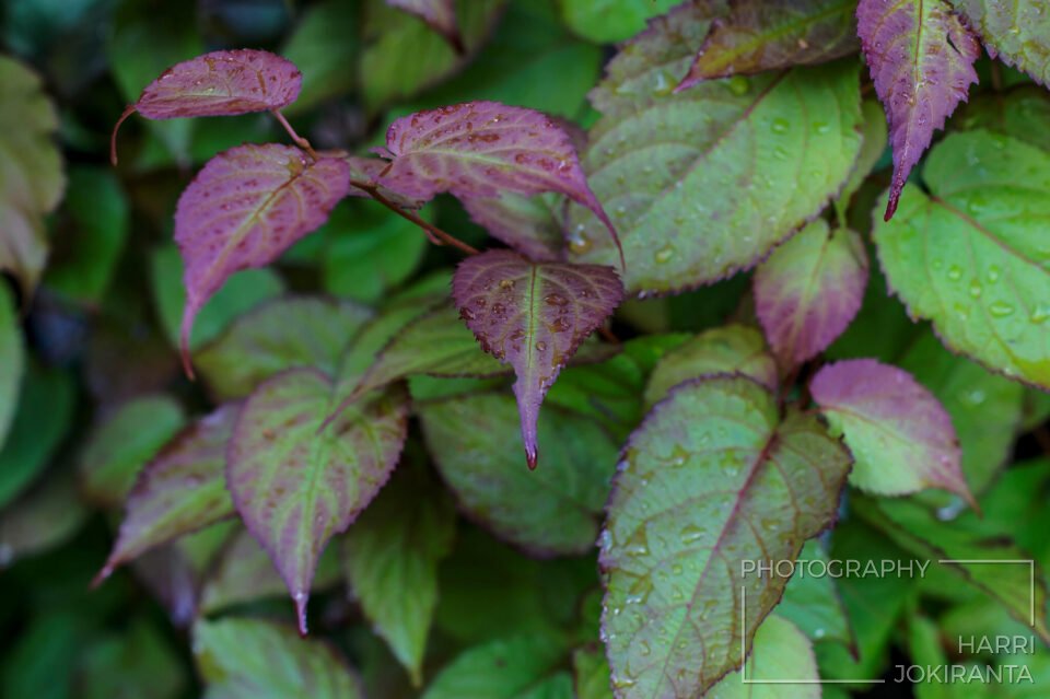 Actinidia kolomikta – Kiinanlaikkuköynnös