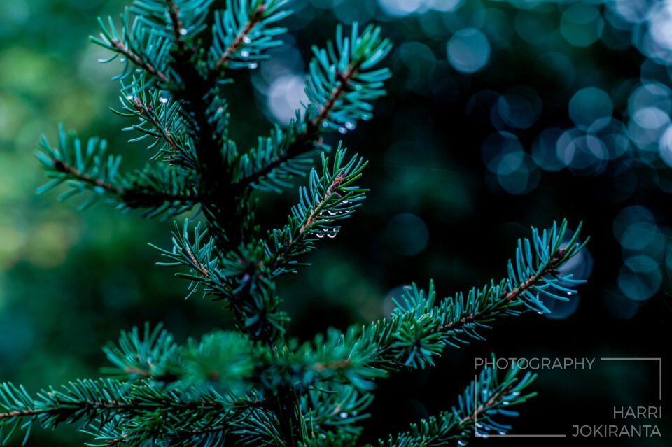 After the Rain – Sateen jälkeen
