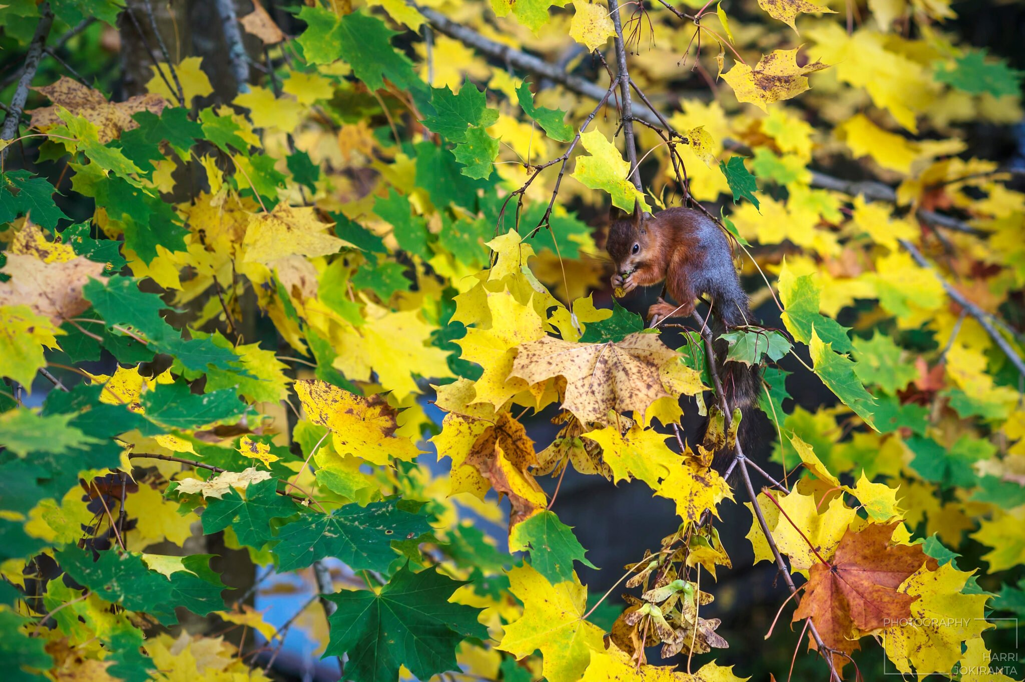 Autumn Leaves #3 – The most Beautiful Place for Lunch Break!