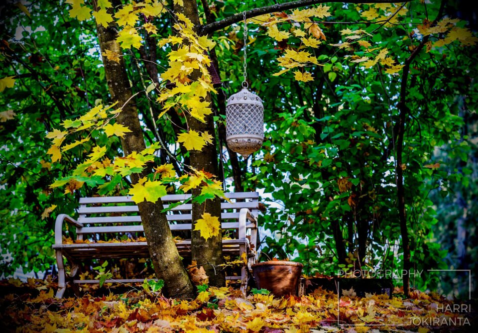 Autumn Leaves #1 – Colours and Feelings at One Bright day of September