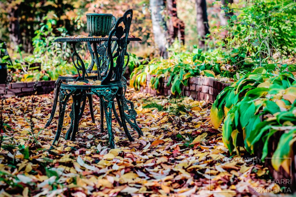 Autumn Leaves #2