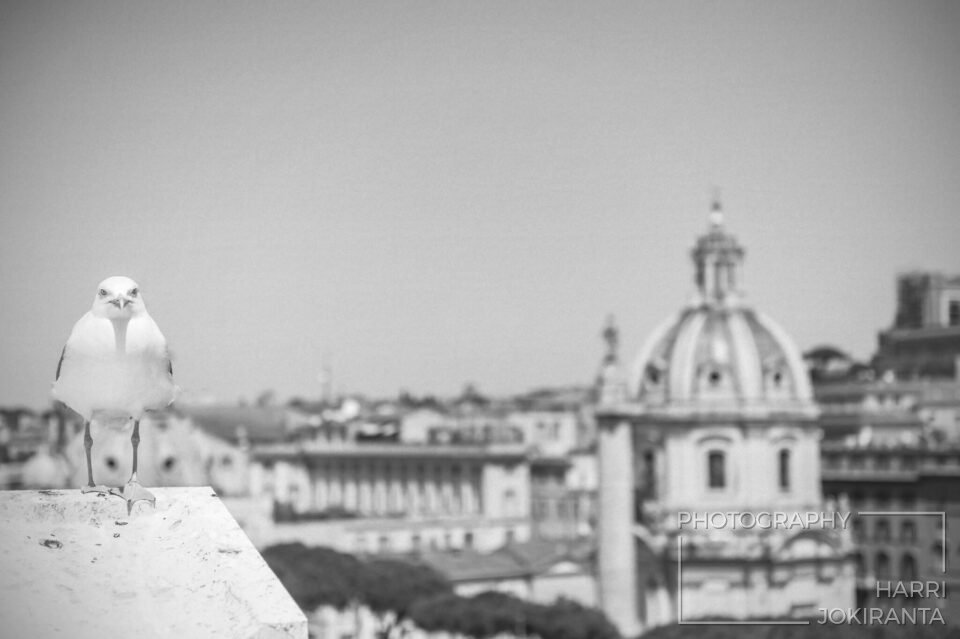 One Day the Seagull was there – Rome 2015