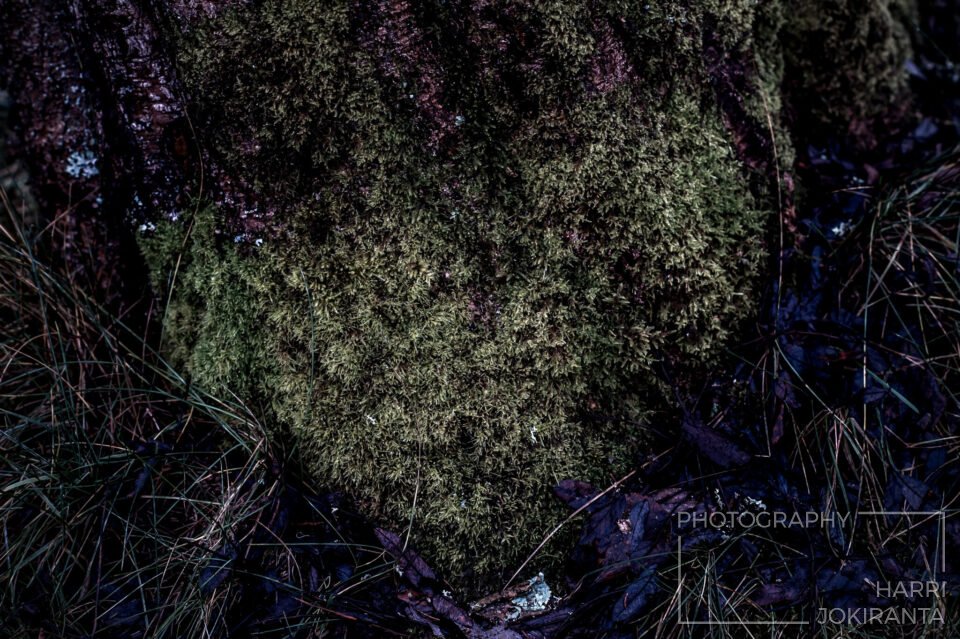 Heart from Nature