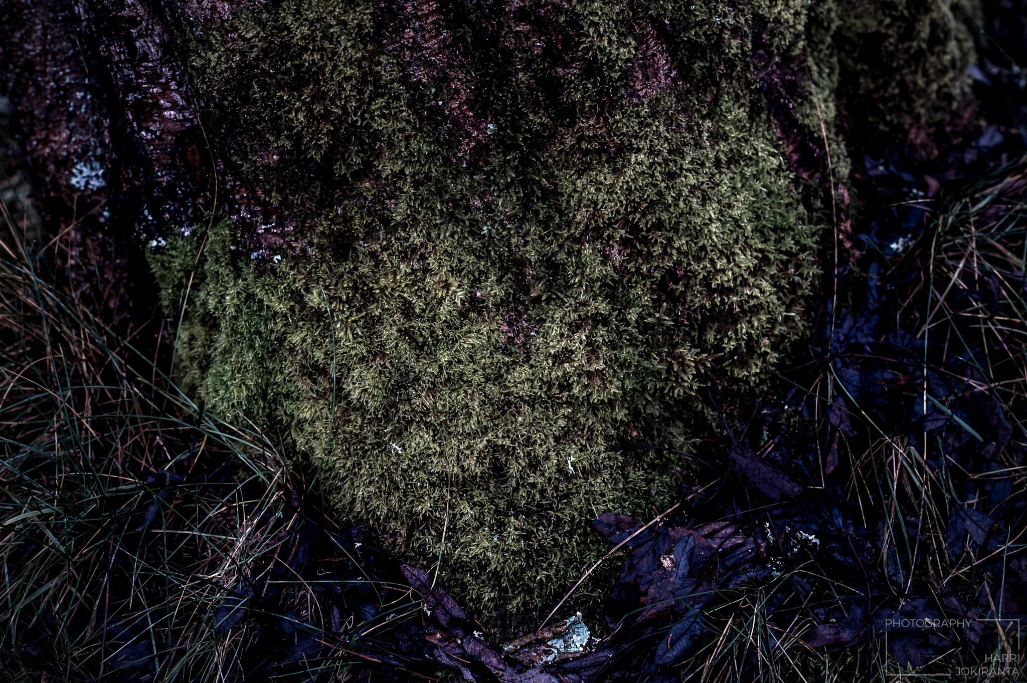 Heart from Nature