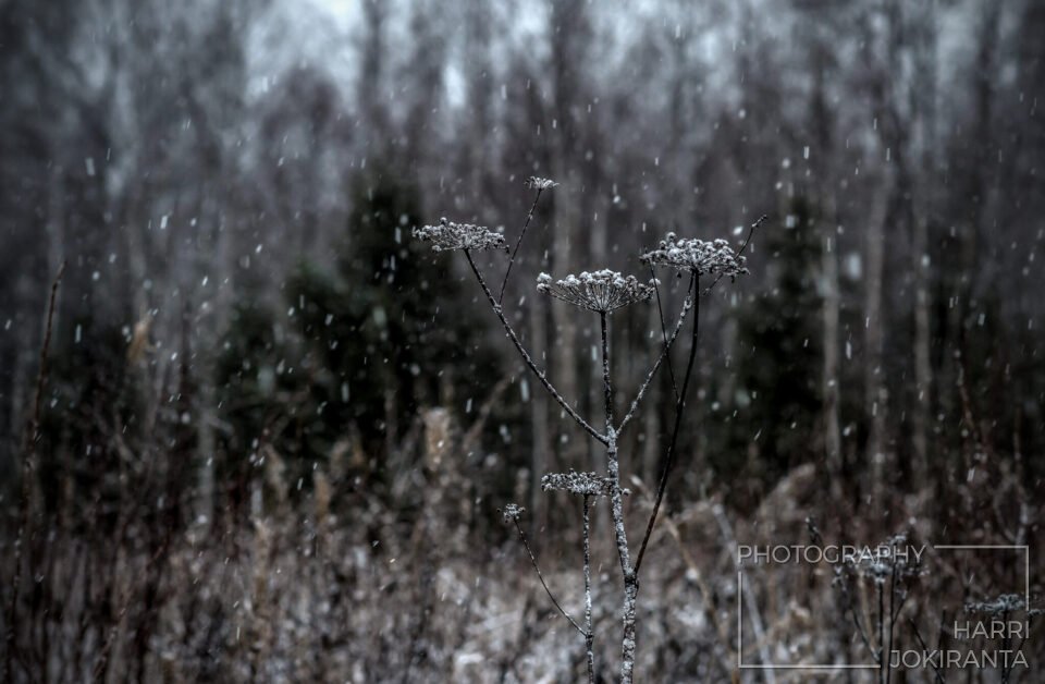 Torso and thin Snowfall