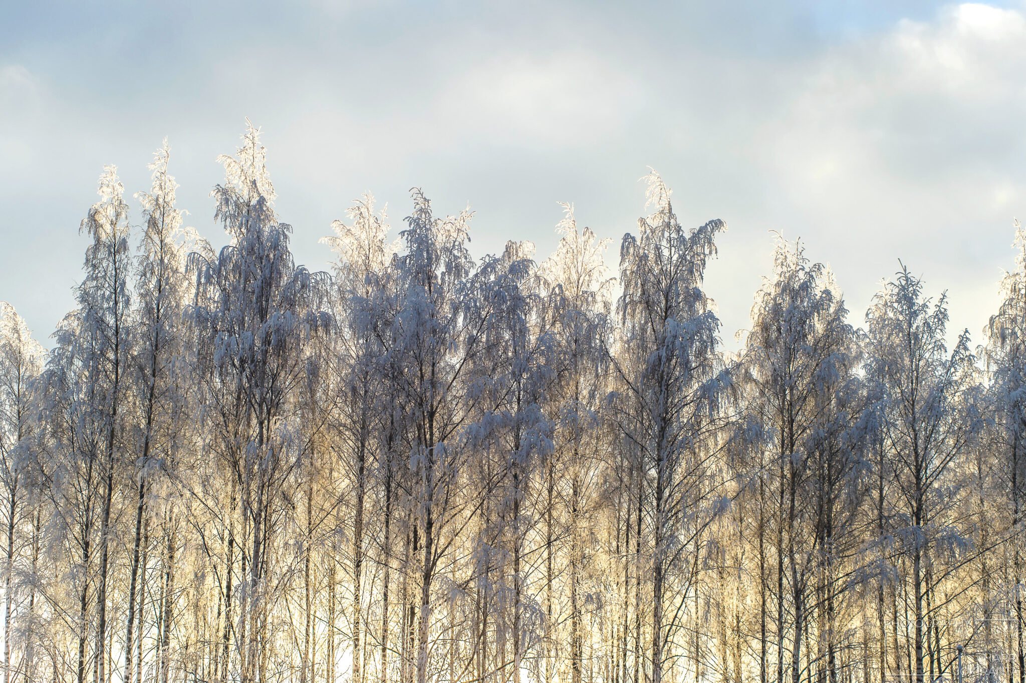 Trees and Sun at Winter Day