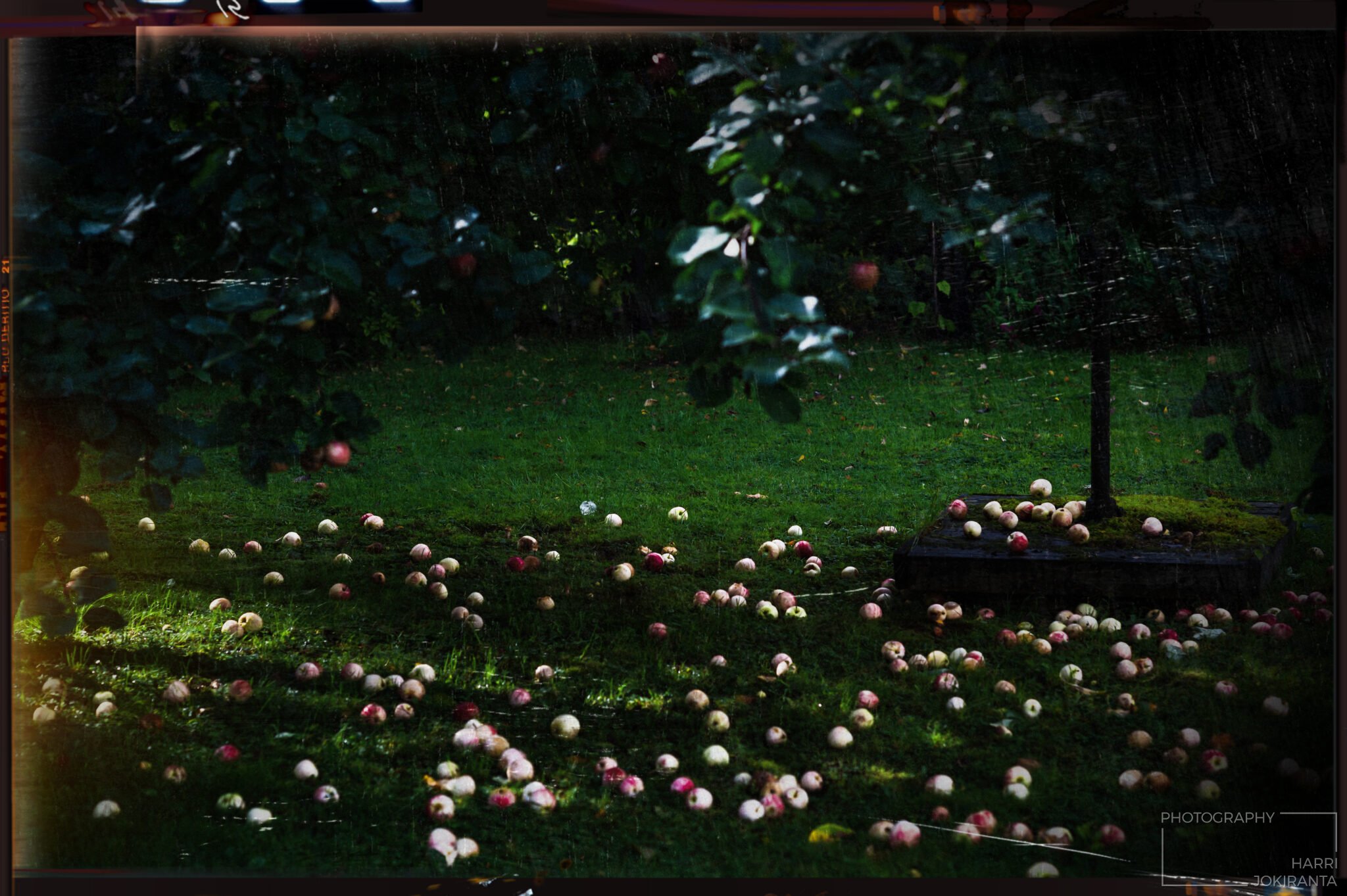 Apple Tree like Yesterday Mode