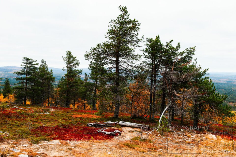 Pyhätunturi #26