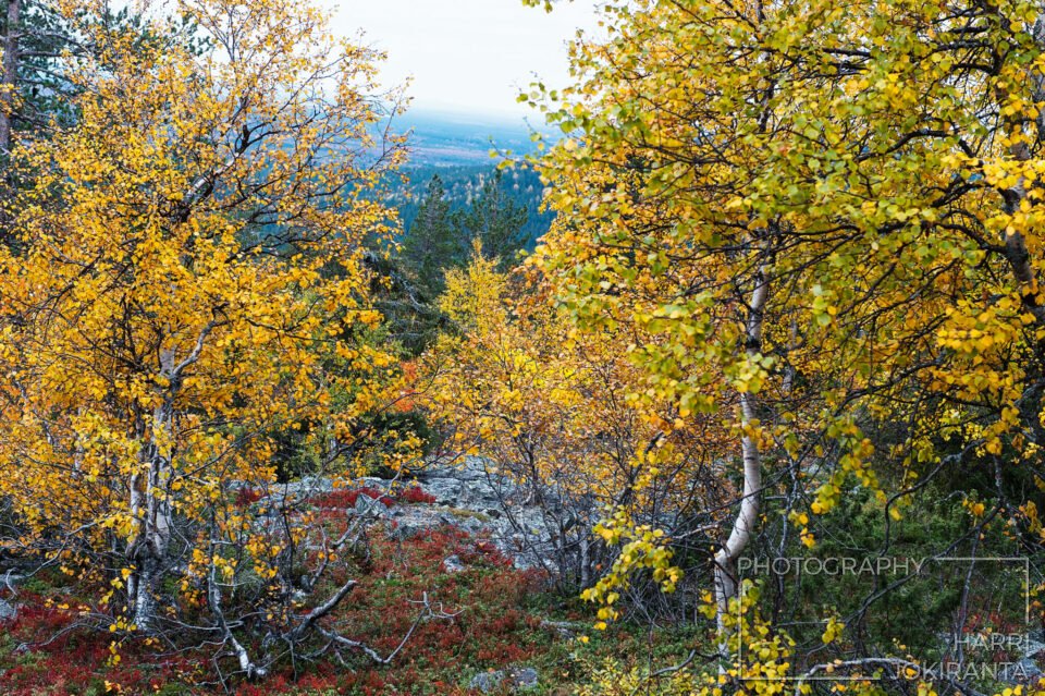 Pyhätunturi #18