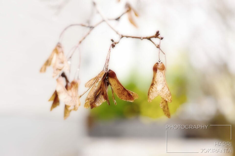It´s Autumn  I belive …