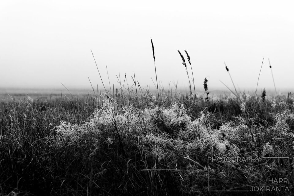 One Foggy Day #1