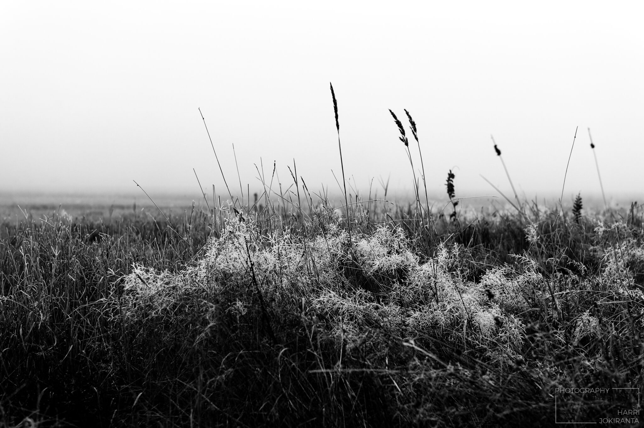 One Foggy Day #1