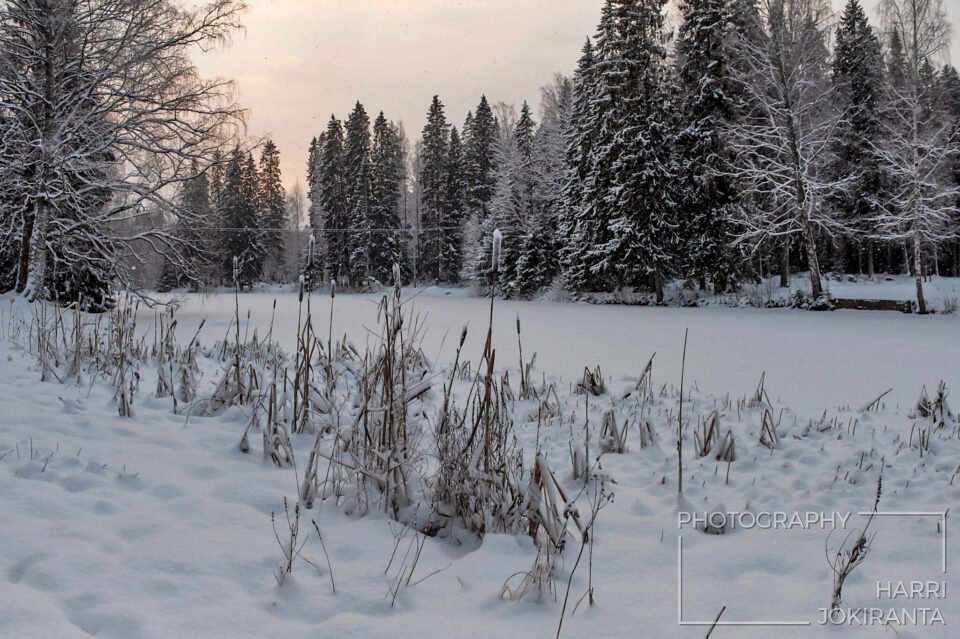 Cattail – light Snowfall – Before Sunset