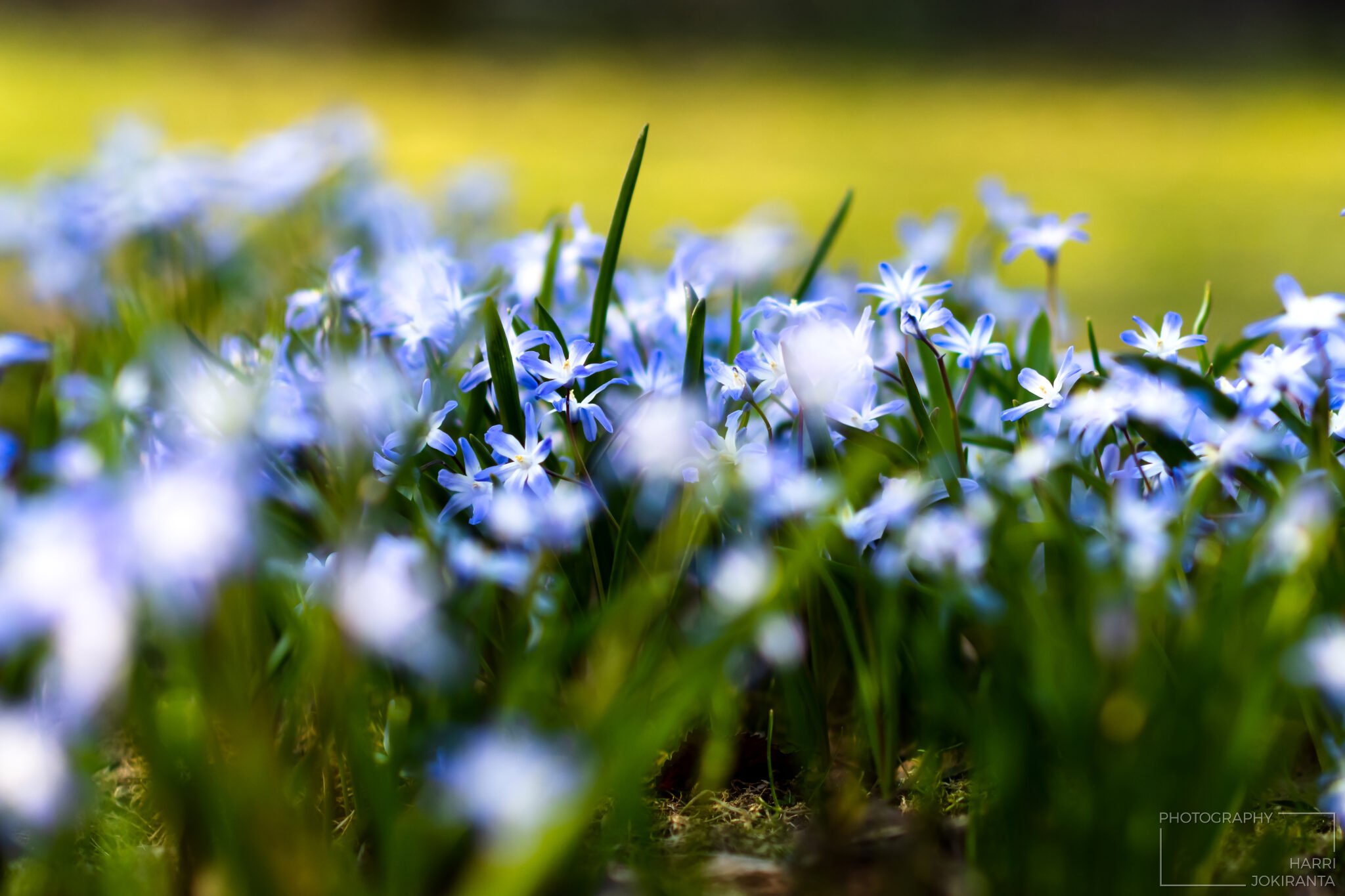 Springtime … as It used to Be