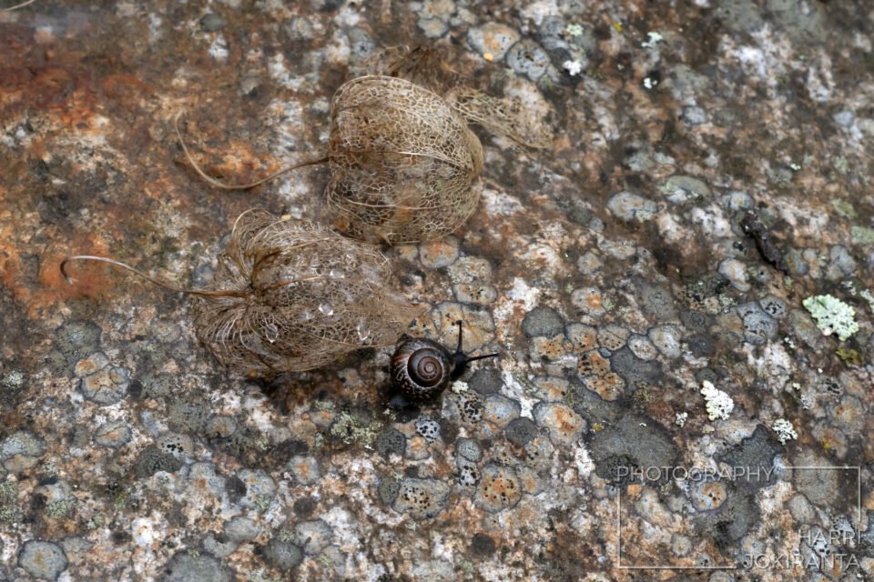SnailOus