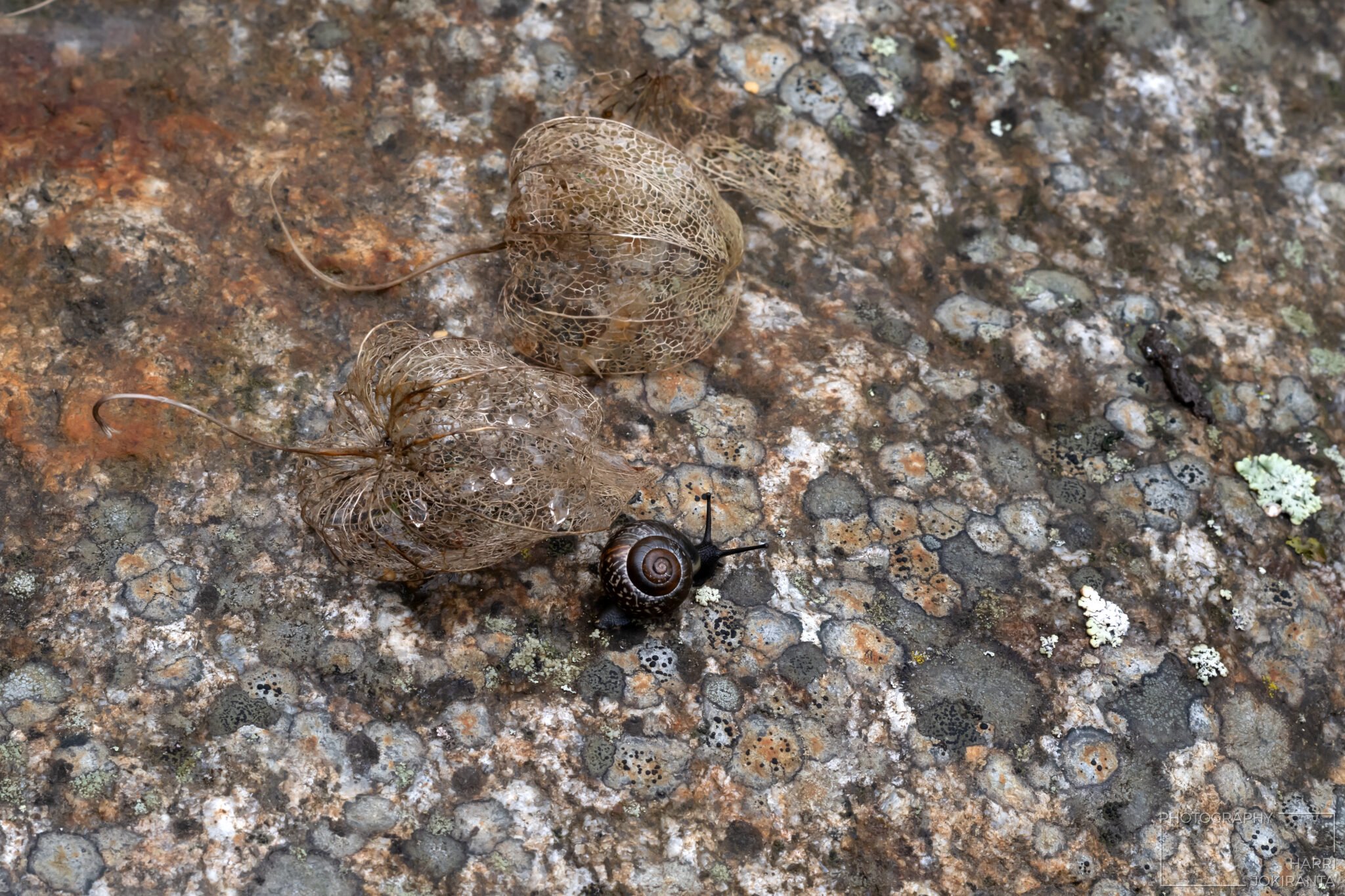 SnailOus