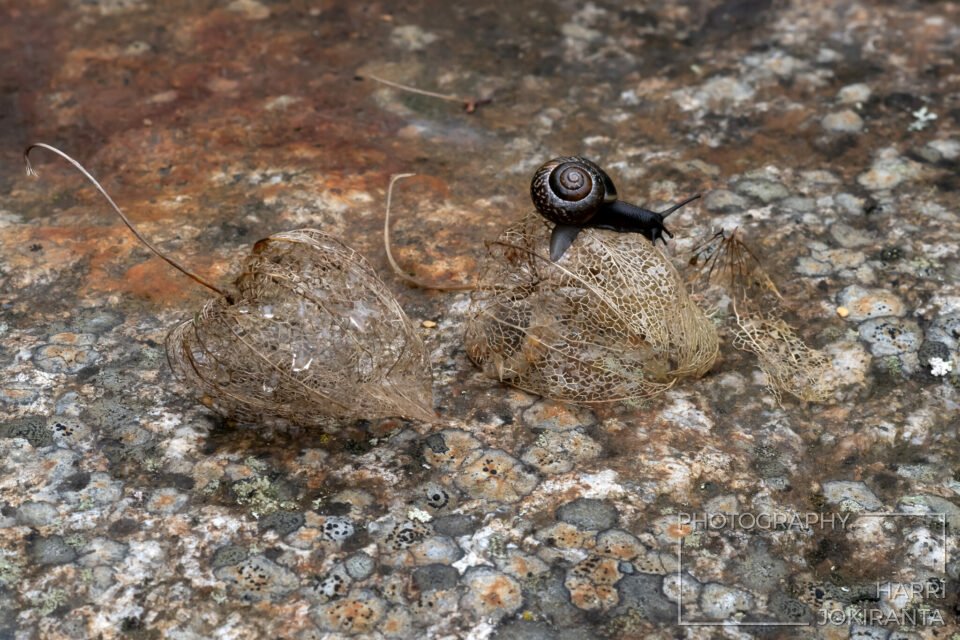 SnaiLIng