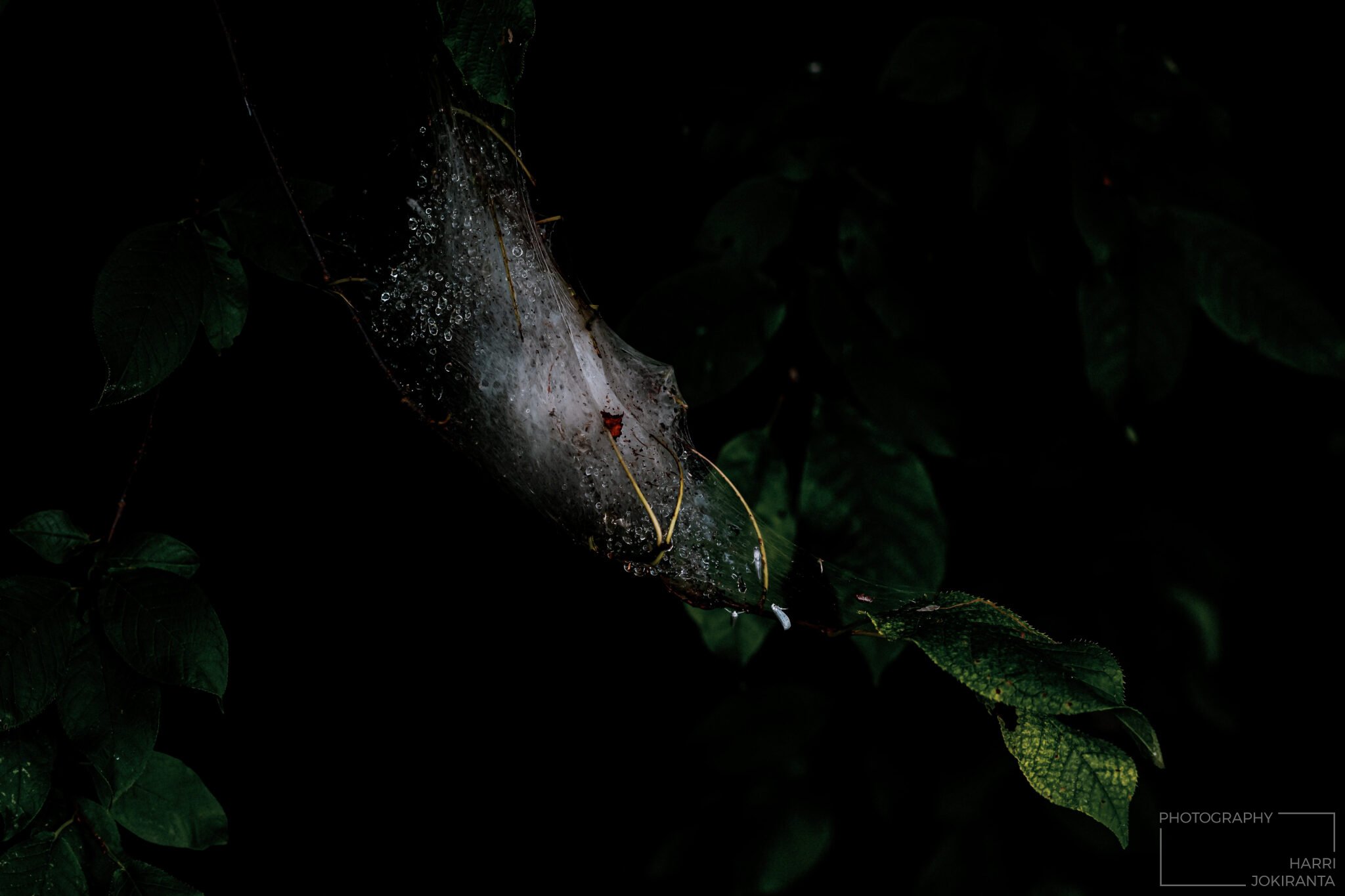 Yponomeuta evonymella working after Rain