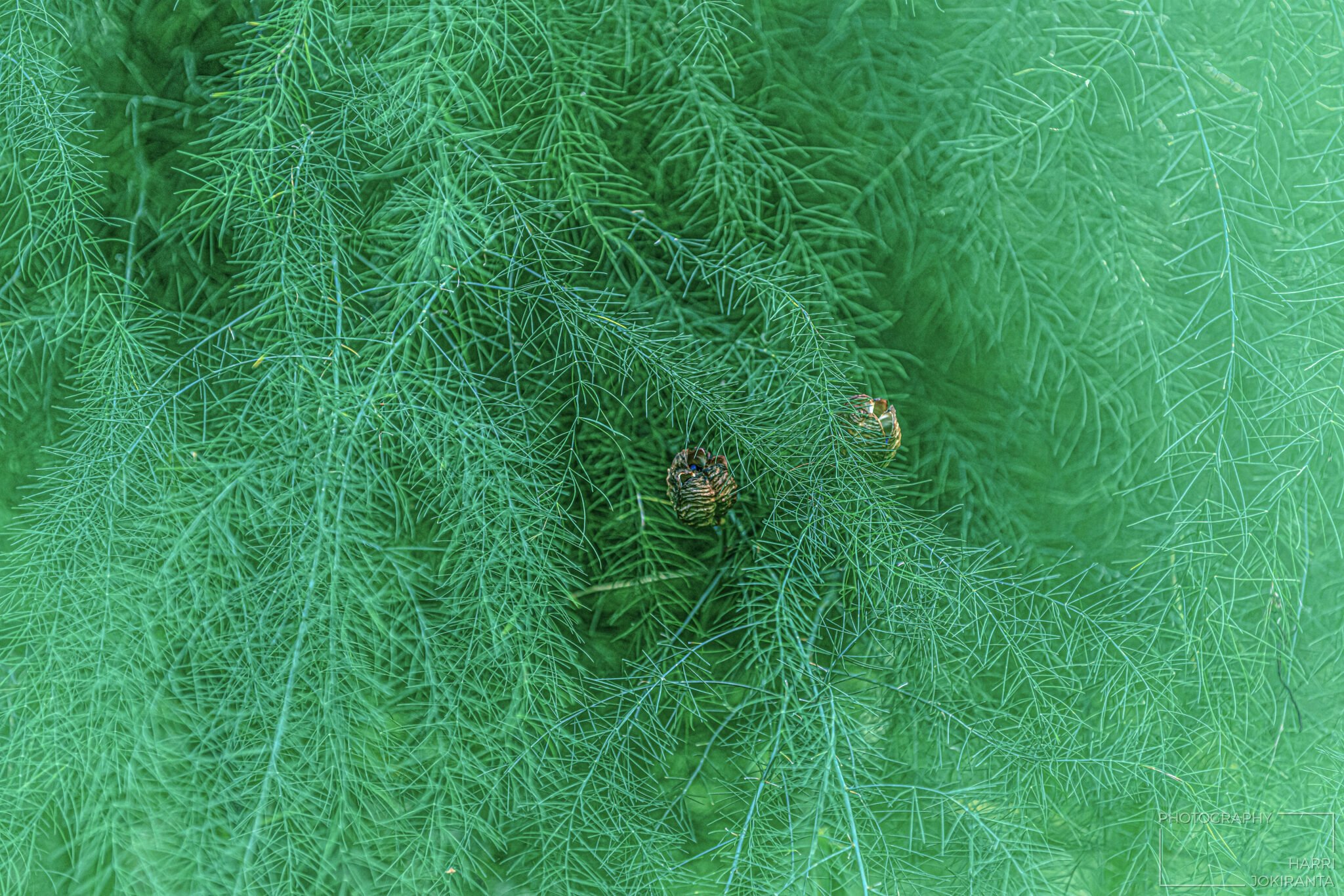 Some gentle Green with Secrets