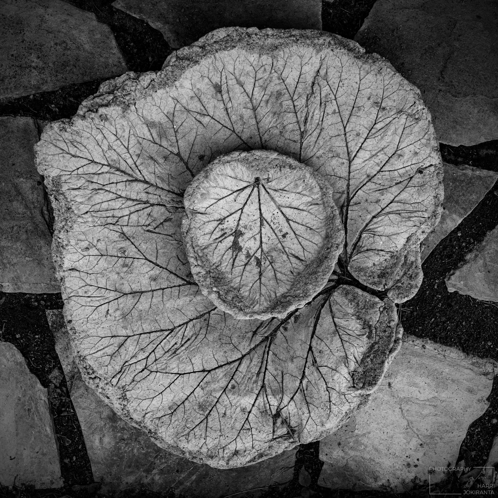 two Rhubarb Leaves forever