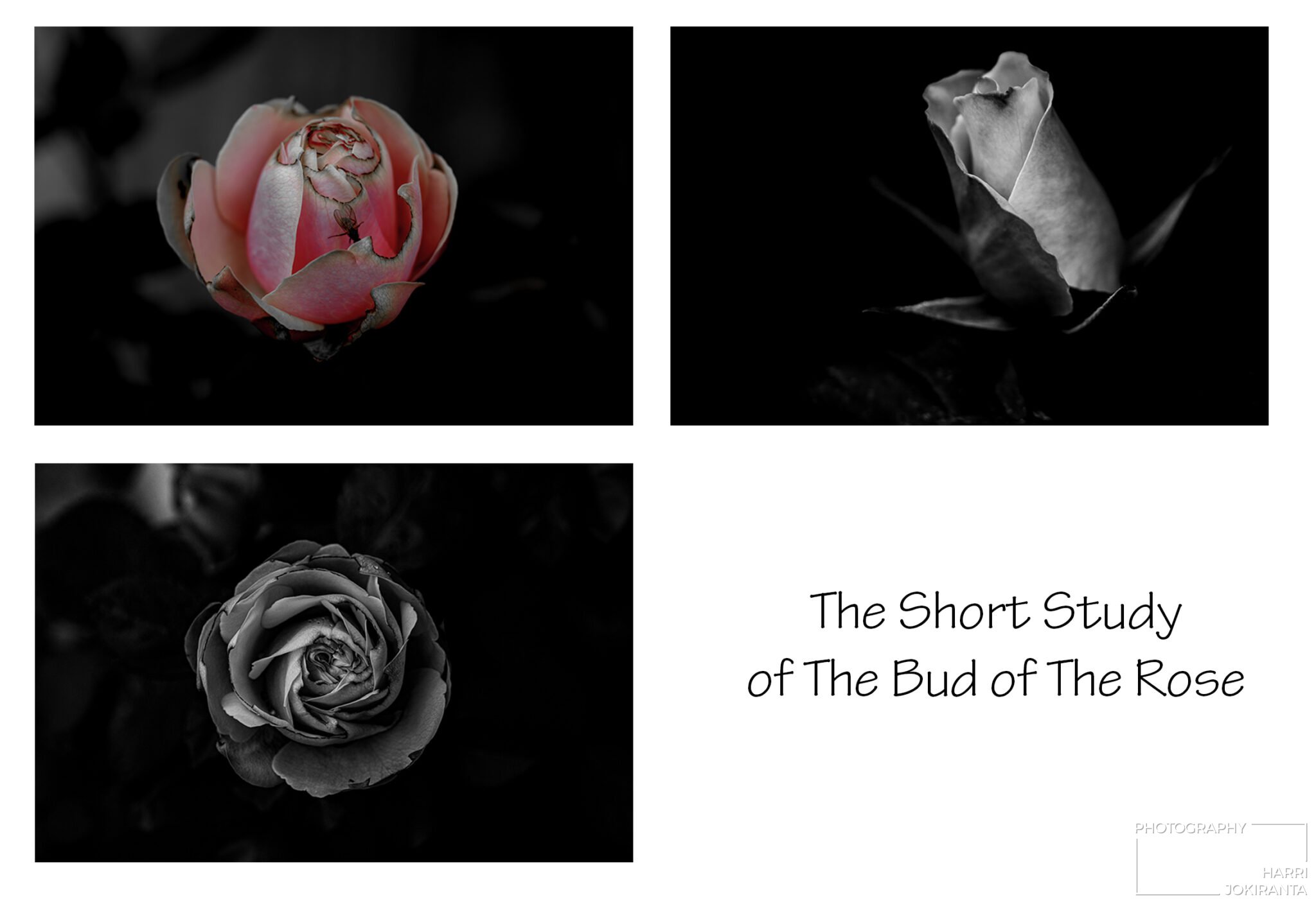 The Bud of The Rose