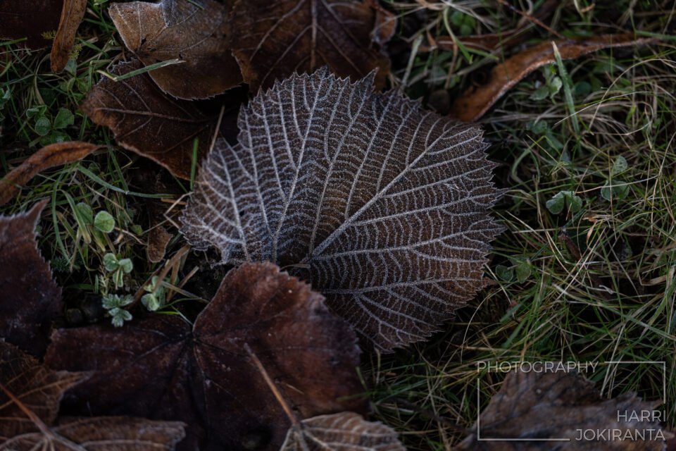 Piiri – joulunavaus 2025-11-30