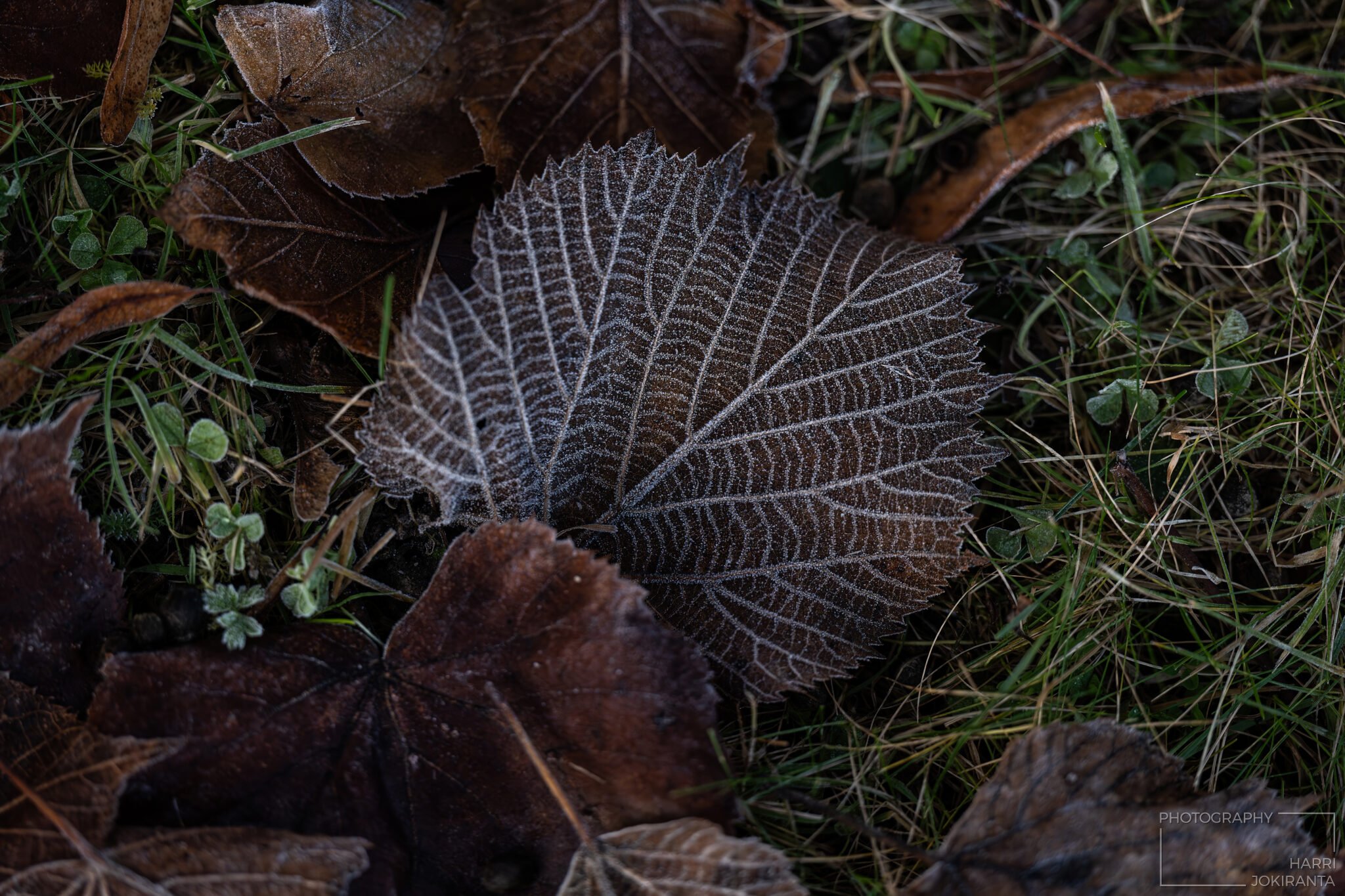 Piiri – joulunavaus 2025-11-30